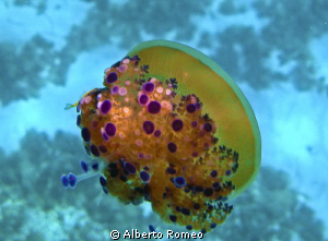 Portrait of a jellyfish Cassiopea Mediterranea "Cotylorhi... by Alberto Romeo 